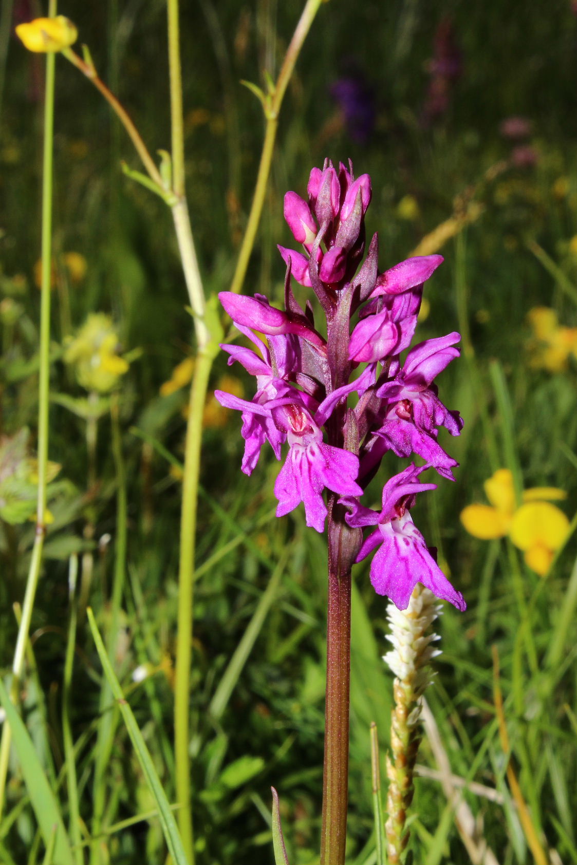 Dactylorhiza da determinare 1